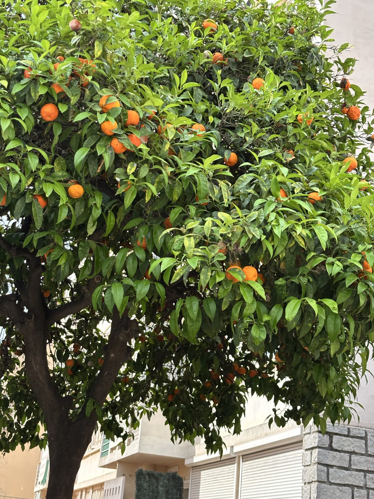 AN Orange tree on the treet in Ajaccio (not naval oranges)
