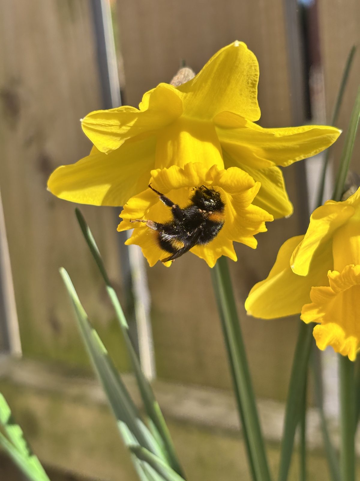 A Bumble Bee covered in Pollen on the cup of a Daffodil